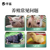 【社群专享】华畜恒呼禽畜呼吸道猪牛甘草祛痰止咳清热解毒桔梗宣肺泄热添加剂 商品缩略图1