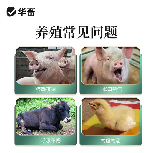 【社群专享】华畜恒呼禽畜呼吸道猪牛甘草祛痰止咳清热解毒桔梗宣肺泄热添加剂 商品图1
