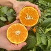 云南哀牢山沃柑  5Kg/件 【KM】 商品缩略图4
