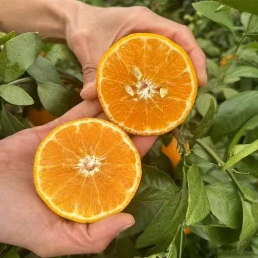 云南哀牢山沃柑  5Kg/件 【KM】 商品图4