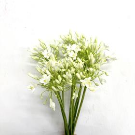 4月8日白色百子莲-60cm-10支