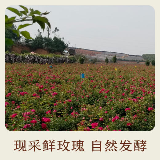 南食召 本真玫瑰花酱 商品图4