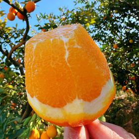 【感恩回馈 限时限量 买一赠一】赣南脐橙正宗江西赣州寻乌核心产区60-95mm精品果