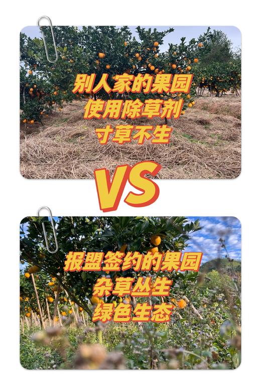 【感恩回馈 限时限量 买一赠一】赣南脐橙正宗江西赣州寻乌核心产区60-95mm精品果 商品图1