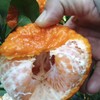 【云南山地椪柑】顺丰包邮 酸甜多汁 肉质纯厚 丝质柔滑 果粒饱满 多种规格任选 商品缩略图5