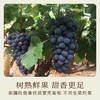 南食召 基本葡萄干 商品缩略图2