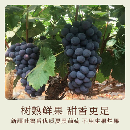 南食召 基本葡萄干 商品图2