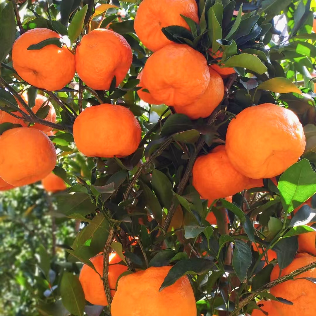 【云南山地椪柑】顺丰包邮 酸甜多汁 肉质纯厚 丝质柔滑 果粒饱满 多种规格任选