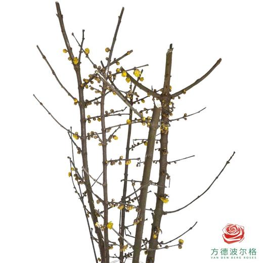 中国腊梅-黄色 商品图0