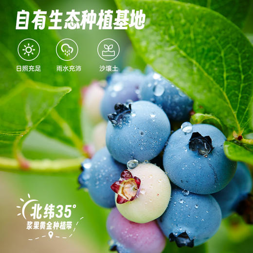 八十八倉甄选 有机蓝莓原浆 商品图1