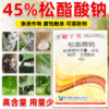 大鹏松脂酸钠升级版蚧壳虫专杀柑橘果树粉介壳虫矢尖蚧清园剂正品 商品缩略图1