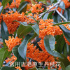 南食召 桂花酱 商品缩略图2