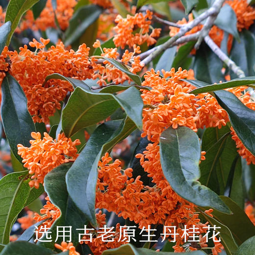 南食召 桂花酱 商品图2