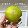 【西双版纳苹果枣】自然树熟 清香脆爽 甜蜜多汁 新鲜美味 4种规格任选 商品缩略图0