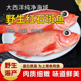 【野生海产】红石斑鱼300-400g 大西洋纯净海域