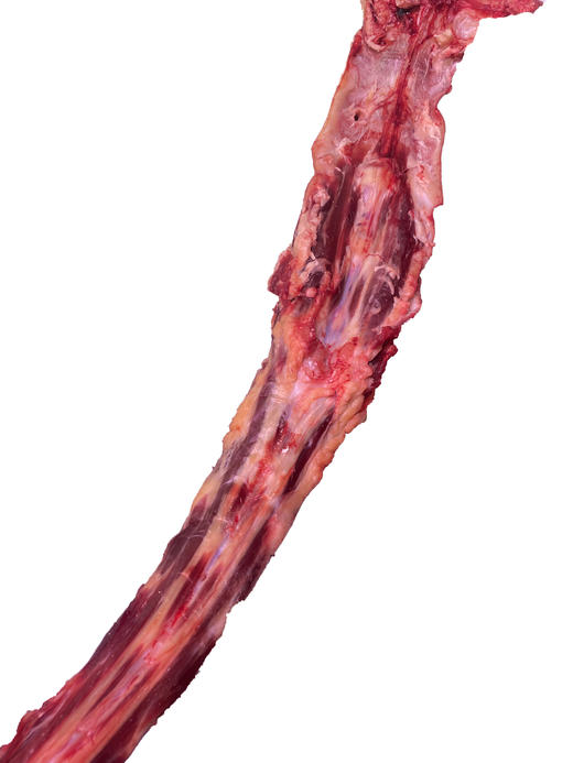 内蒙散养黄牛牛尾（一根大约4斤，多退少补） 商品图1