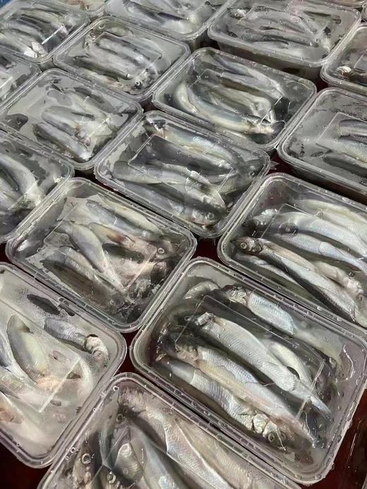 多春鱼 商品图0