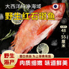 【野生海产】红石斑鱼1700±200g/条 大西洋纯净海域 商品缩略图0