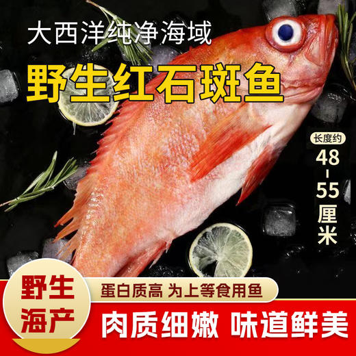 【野生海产】红石斑鱼1700±200g/条 大西洋纯净海域 商品图0