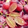【脆嫩多汁】克伦生无籽红提 约500g/份 商品缩略图2