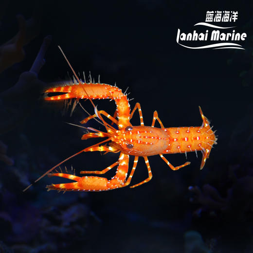 红龙虾 商品图0