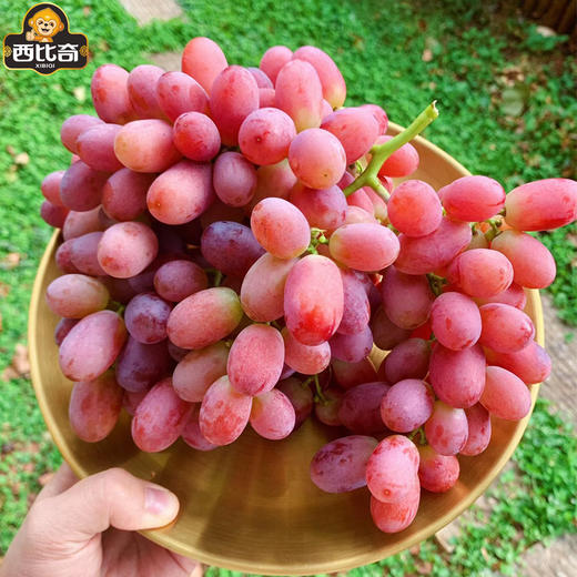 【脆嫩多汁】克伦生无籽红提 约500g/份 商品图0