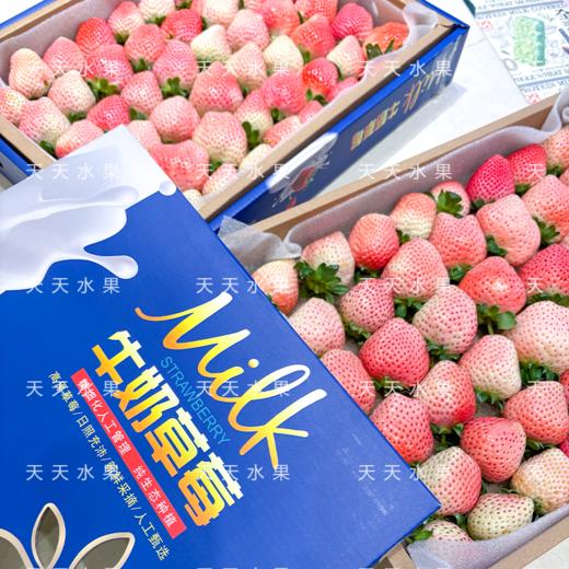 大盒草莓 香甜多汁 十年合作基地口感稳稳的 商品图10