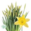 3月19日水仙 黄 Dutch Master 50cm 34g-10支 商品缩略图0