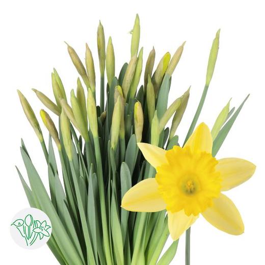 3月19日水仙 黄 Dutch Master 50cm 34g-10支 商品图0