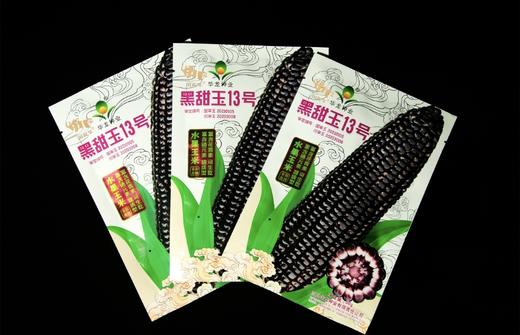 【5袋起包邮】川农牛·黑甜玉种子50g/袋   水果玉米 甜质型 富含花青素、硒元素 可生吃 商品图1