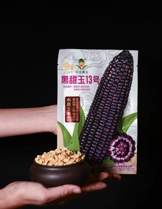 【5袋起包邮】川农牛·黑甜玉种子50g/袋   水果玉米 甜质型 富含花青素、硒元素 可生吃 商品图3