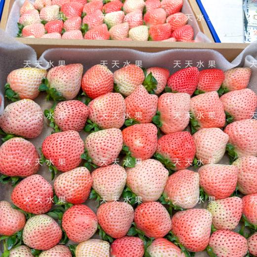 大盒草莓 香甜多汁 十年合作基地口感稳稳的 商品图9