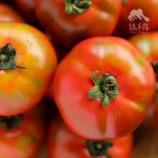 生态草莓西红柿/番茄（包邮） | 绿家自产*Ecological tomato | In-House Production 商品图1