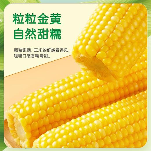 十月稻田黄糯玉米3.52斤 商品图1