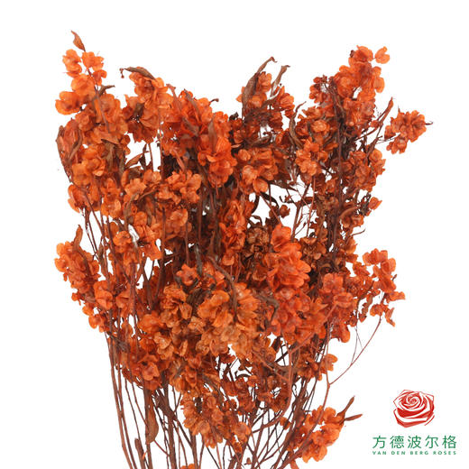 迎客豆-橙色 商品图0