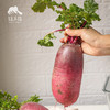 生态天津沙窝萝卜&凤梨水果萝卜| 合作生产*Eco-white radish | Coproduction 商品缩略图4