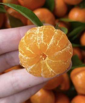 【新年钜惠】9.9元/3斤 沙糖桔