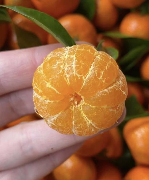 沙糖桔（特价） 商品图0
