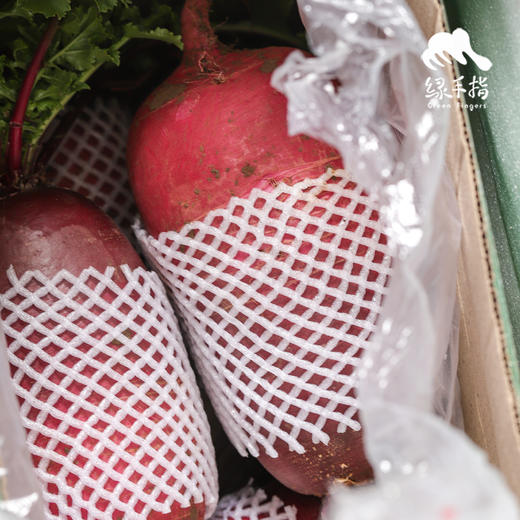 生态天津沙窝萝卜&凤梨水果萝卜| 合作生产*Eco-white radish | Coproduction 商品图3