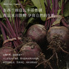 补血冻龄神器 新西兰原装进口 【Blackwood甜菜根冻干粉】被誉为“欧洲的灵芝” 商品缩略图1