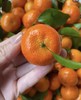 沙糖桔（特价） 商品缩略图2