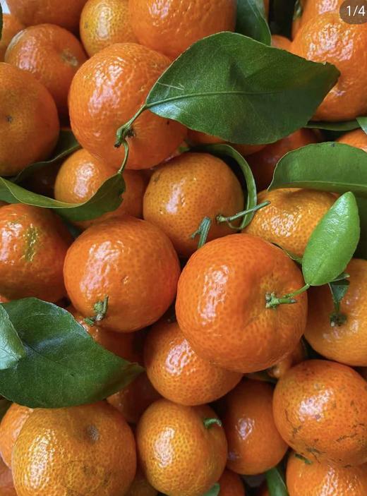 沙糖桔（特价） 商品图3