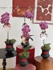 紫气盈门 蝴蝶兰盆栽 商品缩略图0