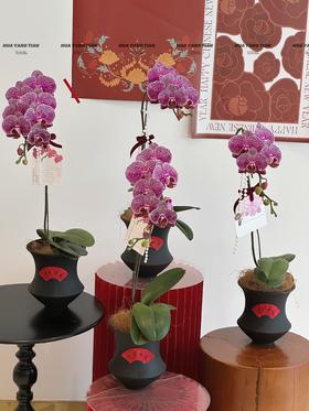 紫气盈门 蝴蝶兰盆栽