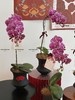 紫气盈门 蝴蝶兰盆栽 商品缩略图1