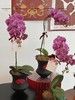 紫气盈门 蝴蝶兰盆栽 商品缩略图2