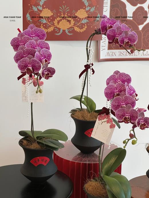 紫气盈门 蝴蝶兰盆栽 商品图2