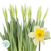4月2日水仙 黄 Carlton 55cm 40g-10支 商品缩略图0