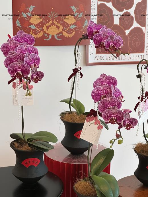 紫气盈门 蝴蝶兰盆栽 商品图3