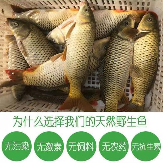 新疆正宗阿勒泰乌伦古湖野生净膛冷水鱼10斤礼盒装 / 保温箱新疆直发 商品图9